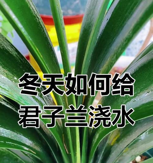 君子兰什么叫浇大水？君子兰的浇水技巧和注意事项有哪些？
