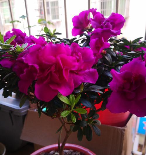室内没有阳台适合种植哪些花卉？