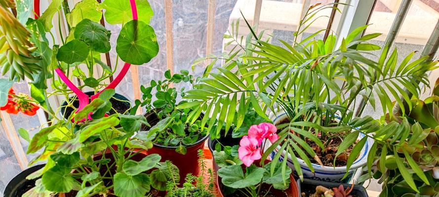 室内没有阳台适合种植哪些花卉？