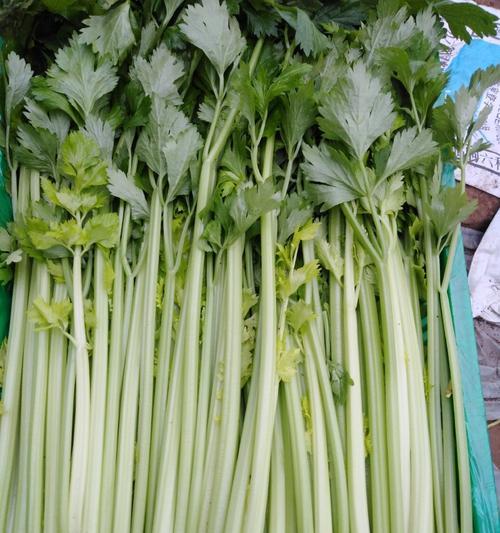 河北省芹菜的最佳播种时间是什么时候？