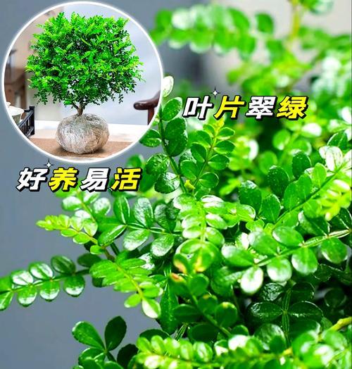驱蚊盆栽叶子发黄怎么办？驱蚊盆栽叶子发黄的解决方法是什么？
