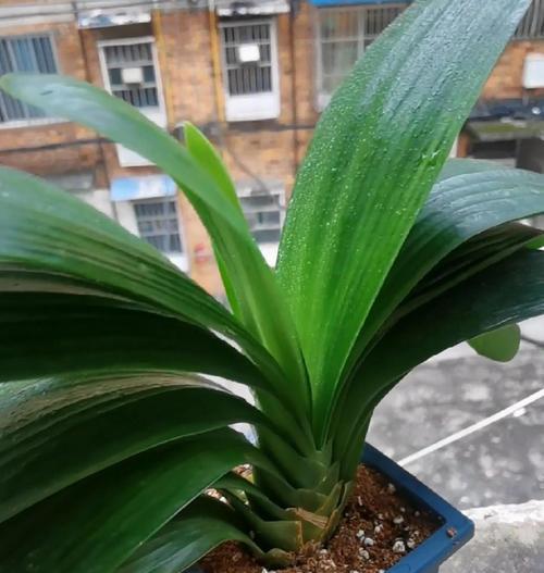 君子兰绿植养护需要注意什么？