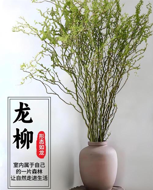 龙柳叶子发黄怎么回事？如何解决？