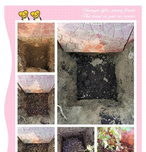 地栽铁线莲的盘绕牵引方法是什么？