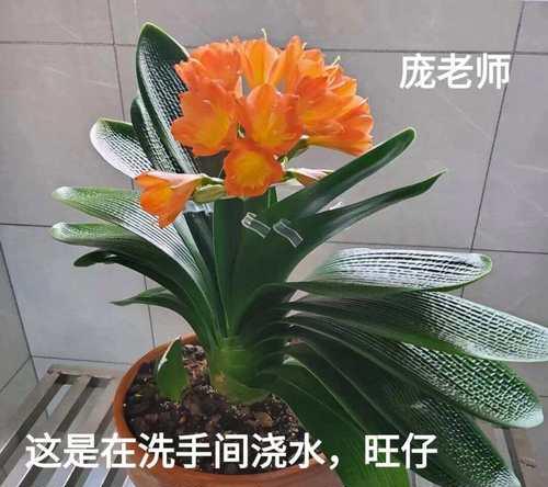 西阳台摆放君子兰的最佳方式是什么？
