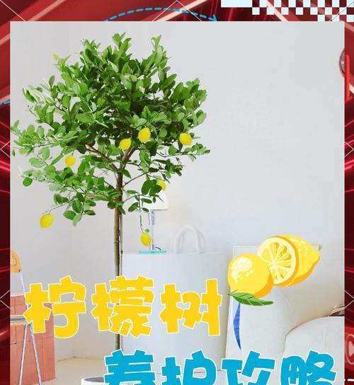 小森林榕树的正确浇水方法是什么？