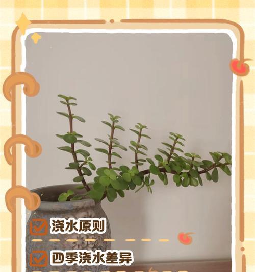小森林榕树的正确浇水方法是什么？