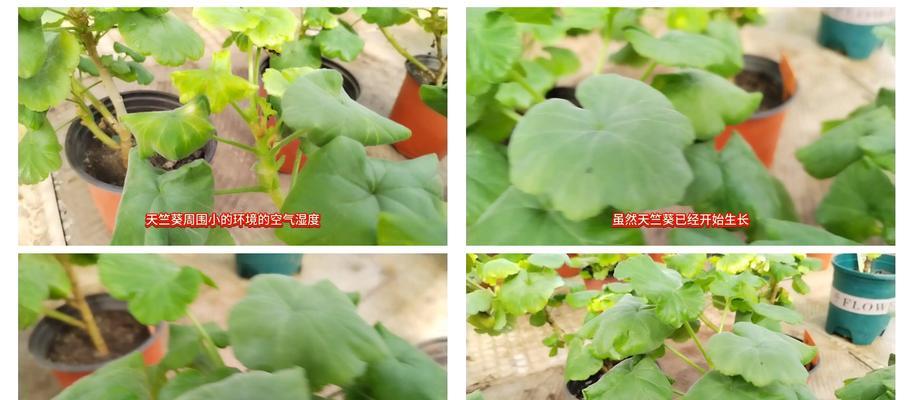 白色天竺葵的养护和管理方法是什么？