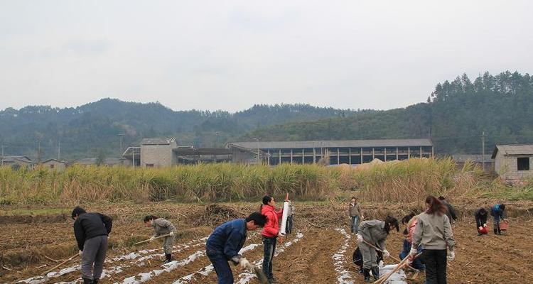 甘庶地膜覆盖栽培技术有哪些？如何提高甘蔗产量？