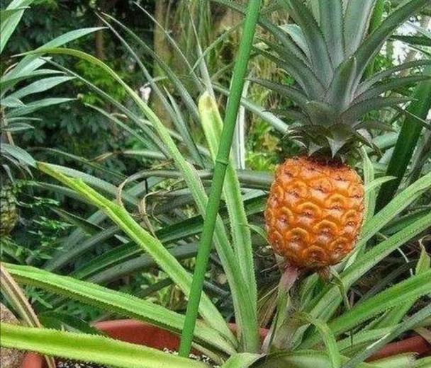 菠萝果树盆景养护方法有哪些？
