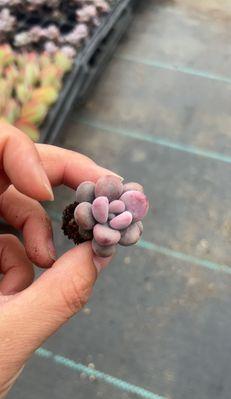 桃蛋幼苗浇水技巧？怎样正确给桃蛋浇水？