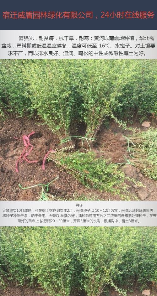 火棘叶子脱落且发黄是什么原因？