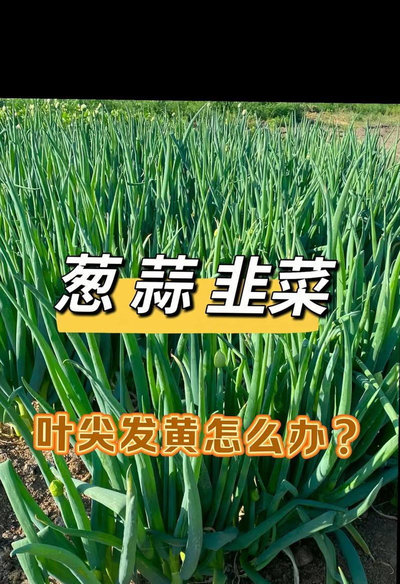 大葱叶子发黄的解决方法是什么？