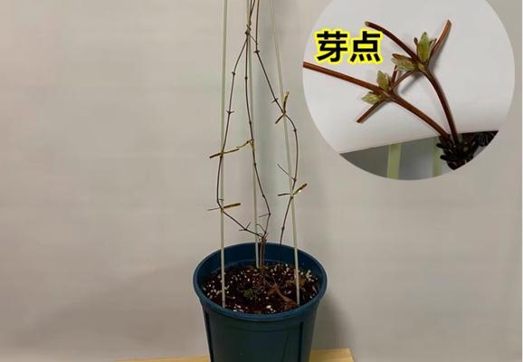 铁线莲种植后多久发芽？发芽不成功怎么办？