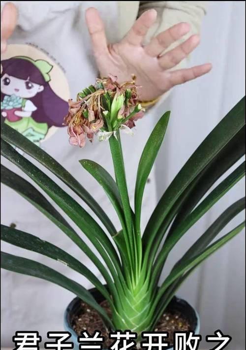 君子兰加什么才会开花？如何促进君子兰开花？