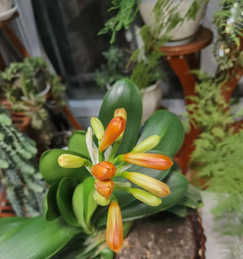 君子兰加什么才会开花？如何促进君子兰开花？