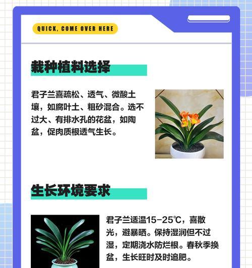 君子兰旺盛的养殖方法是什么？