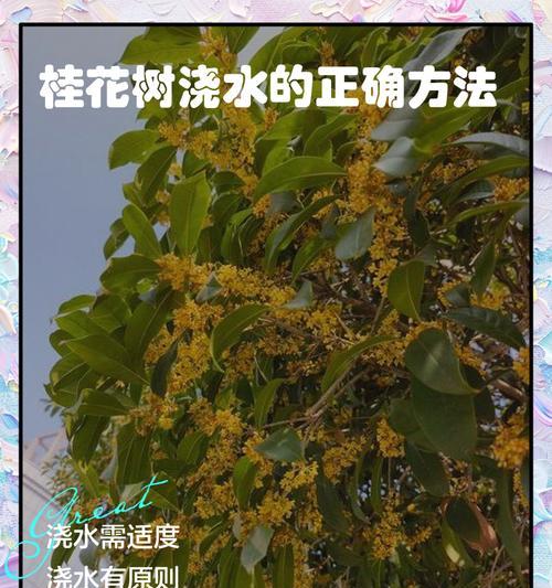 天气太干种树时如何正确浇水？