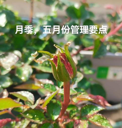 农庄盆景月季的养护技巧有哪些？如何保持其美观？