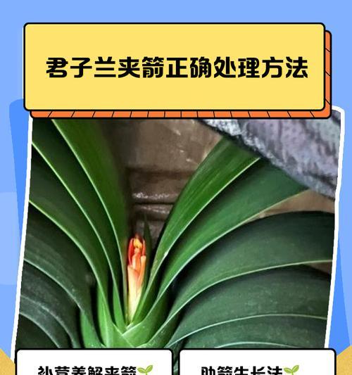 君子兰割叶的正确方法是什么？