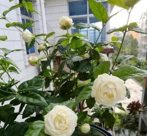 阳台适合种植哪些耐热耐冻的花卉？