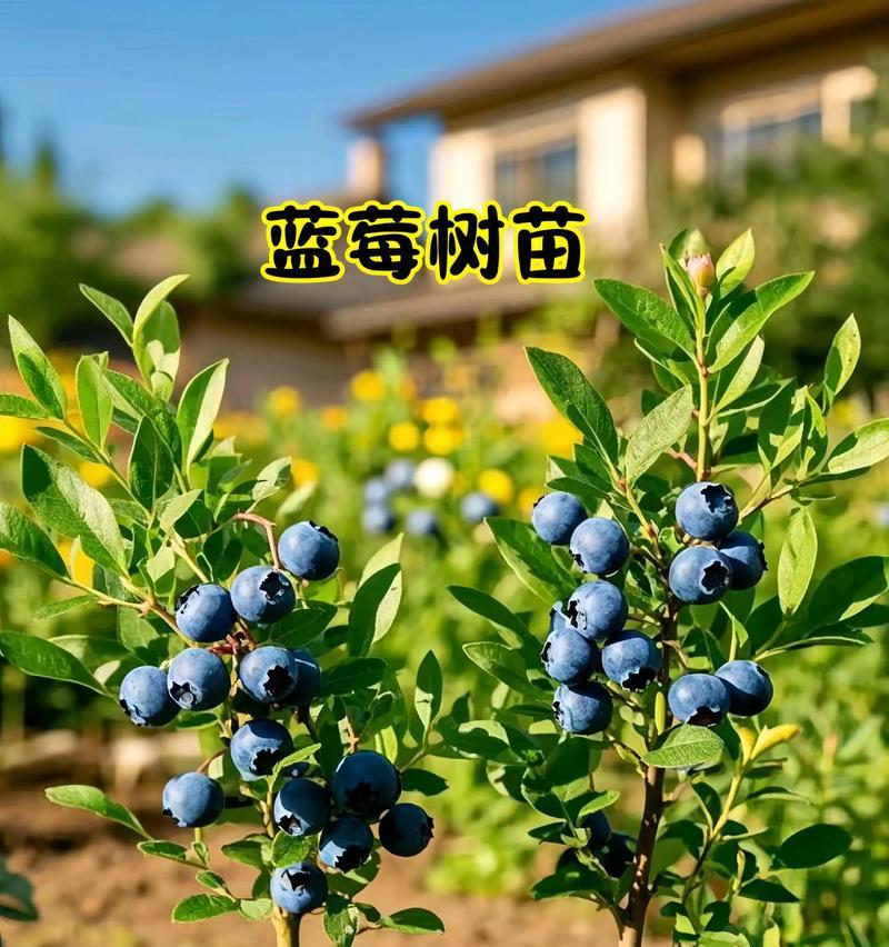 树莓播种的最佳时间是什么时候？