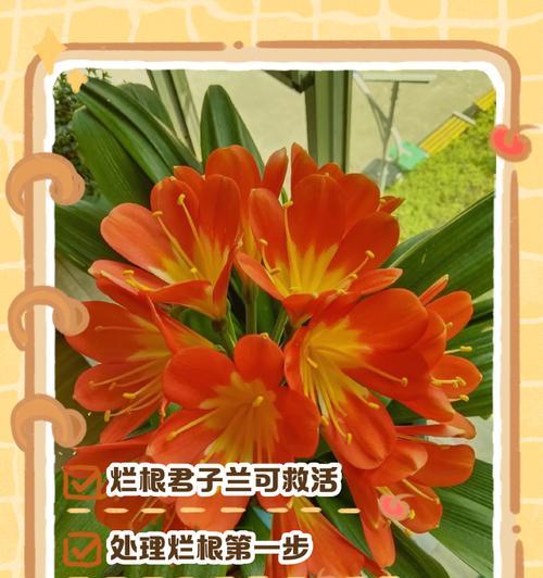 君子兰根拔坏后应如何处理？
