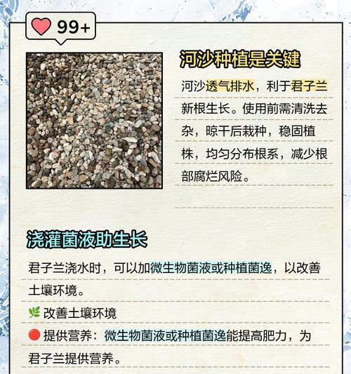 君子兰根拔坏后应如何处理？