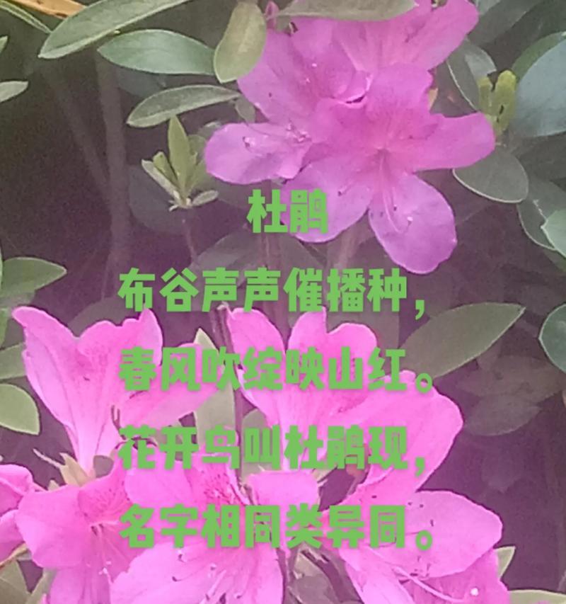 播种时小鸟死亡的原因是什么？