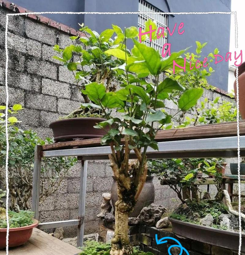 阳台茉莉花新芽发黑什么原因？如何进行有效防治？