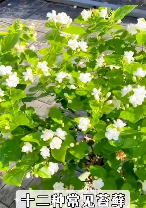 阳台茉莉花新芽发黑什么原因？如何进行有效防治？