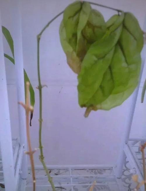 阳台茉莉花新芽发黑什么原因？如何进行有效防治？