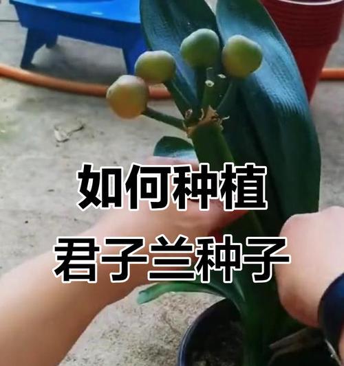 君子兰怎么才能长出杆来开花？促进开花的技巧。