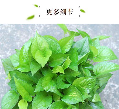 绿萝盆如何制造盆景？绿萝盆景的制作技巧是什么？
