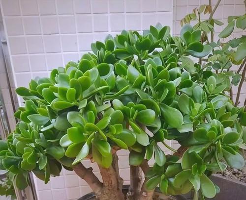 哪些木本植物盆栽有香味？如何养护？