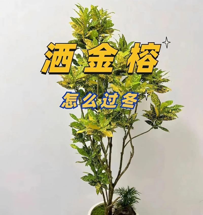 哪些木本植物盆栽有香味？如何养护？