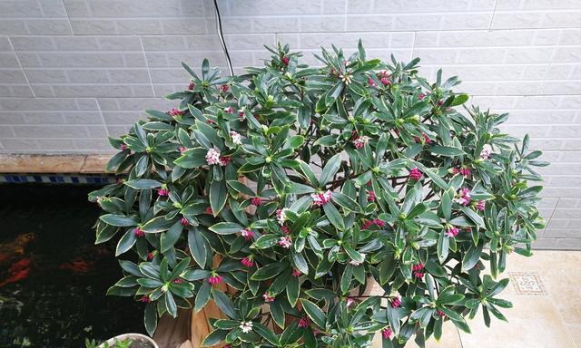 哪些木本植物盆栽有香味？如何养护？