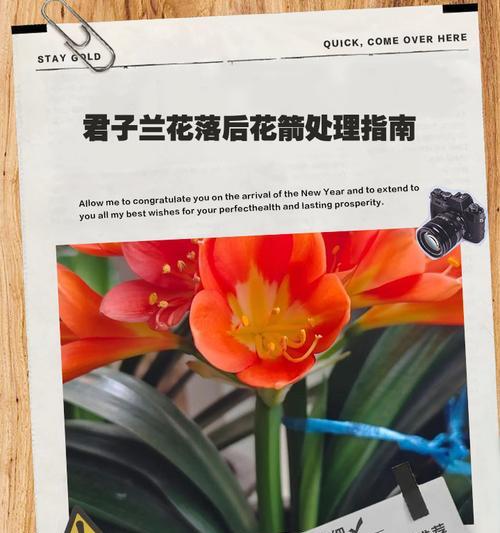 君子兰怎么从根部剪掉？有哪些步骤和注意事项？