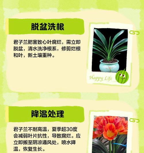 君子兰叶片过长的处理方法是什么？