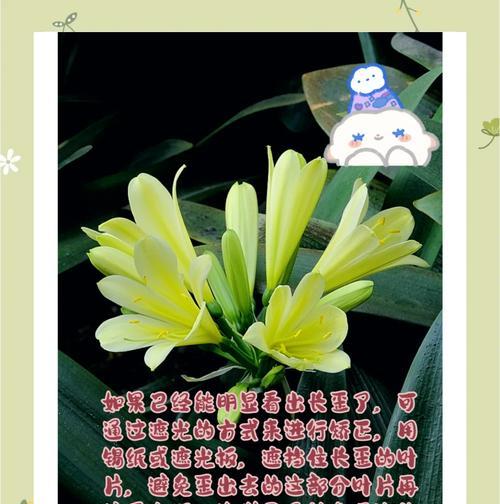 君子兰叶片过长的处理方法是什么？
