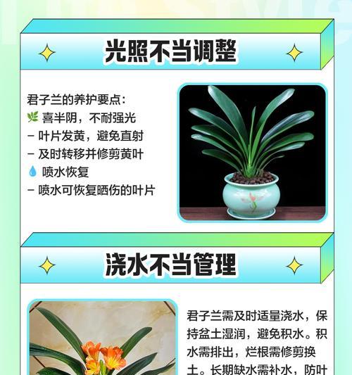 君子兰叶片过长的处理方法是什么？