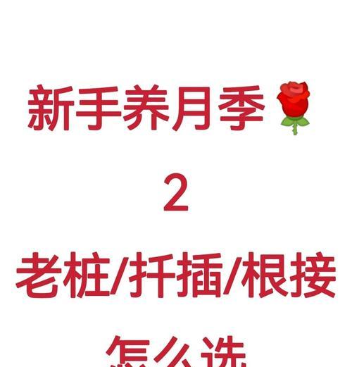 月季扦插苗养护方法是什么？扦插月季如何管理？