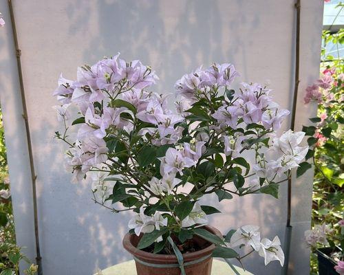 粉天使三角梅如何开爆花？有哪些促进开花的技巧？
