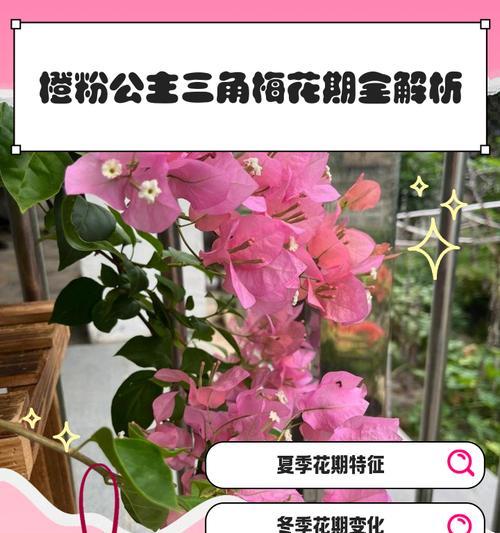 粉天使三角梅如何开爆花？有哪些促进开花的技巧？