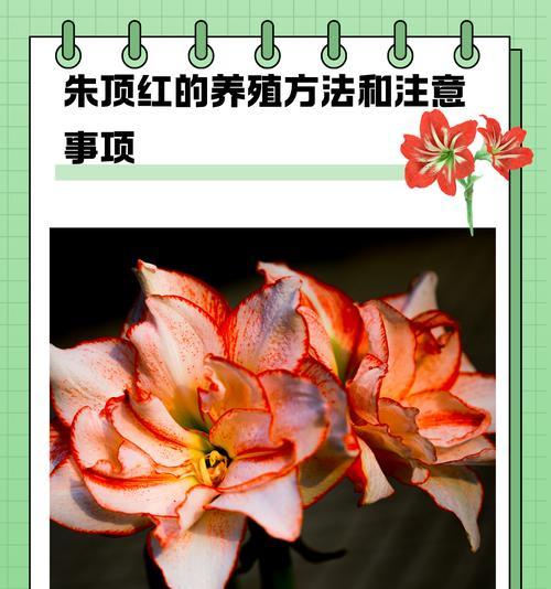朱顶红在哪个时期施肥最合适？
