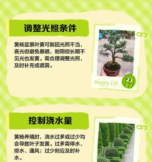 新叶叶子发黄的处理方法是什么？