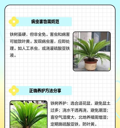 新叶叶子发黄的处理方法是什么？