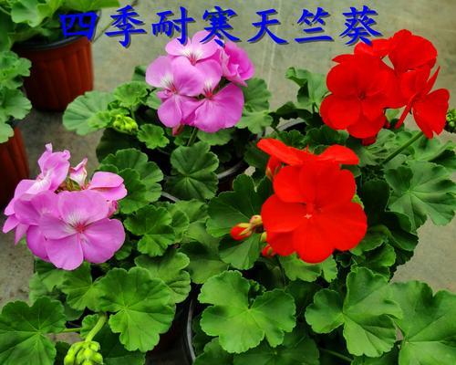 垂钓天竺葵杰克的养护技巧是什么？