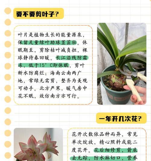 朱顶红进口标识牌什么样？如何识别进口朱顶红？