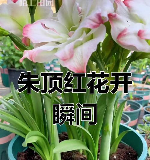 朱顶红进口标识牌什么样？如何识别进口朱顶红？
